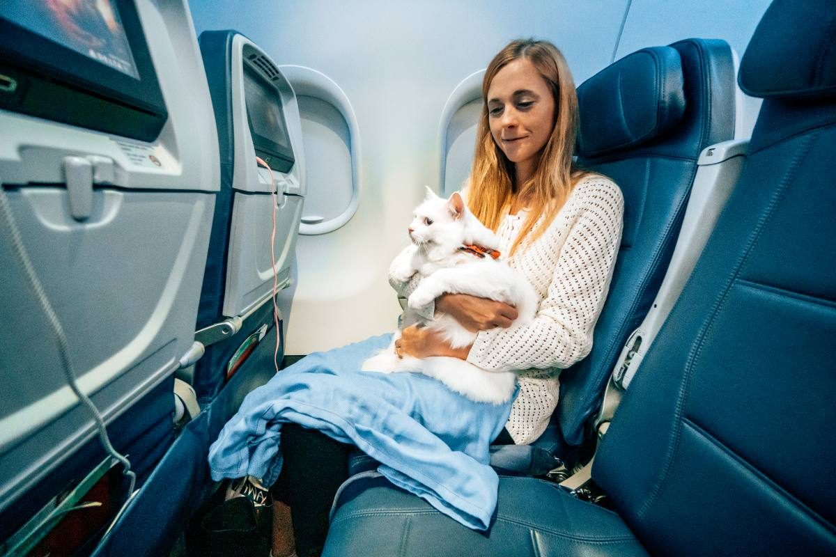 flying with a cat flying with a cat