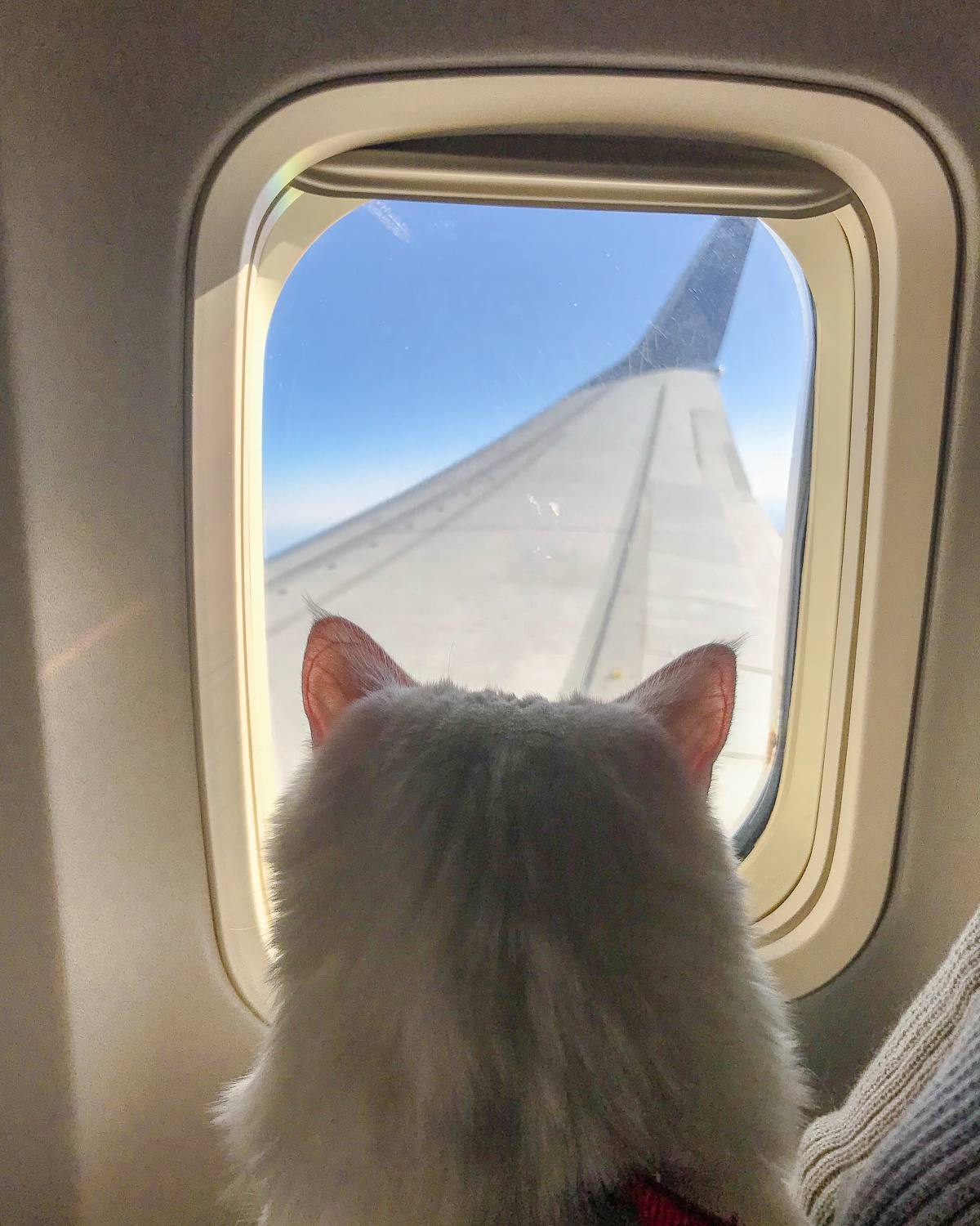 flying with cats